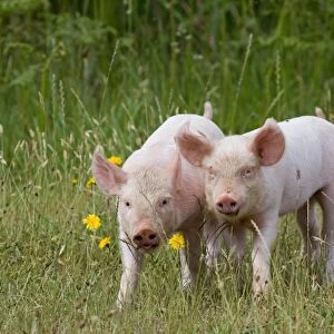Domestic Pig, Large White x Landrace x Duroc, freerange piglets, standing, on outdoor unit, England, june