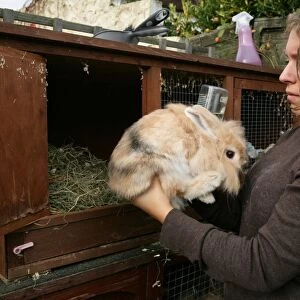Domestic Rabbit, adult, held by owner outside hutch, England, october