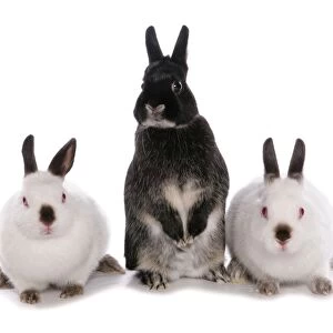 Domestic Rabbit, three adults, standing on hind legs and sitting