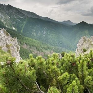Dwarf Mountain Pine (Pinus mugo) growing in montane coniferous forest habitat, Tatra Mountains, Western Carpathians