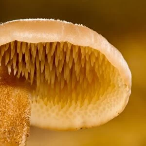 Ear-pick Fungus (Auriscalpium vulgare) fruiting body, close-up of cap underside showing teeth, Clumber Park