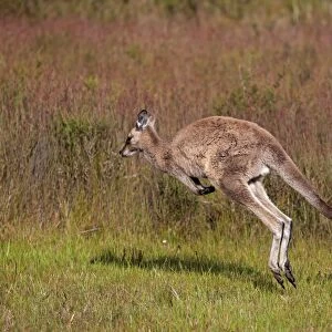 Eastern Grey Kangaroo (Macropus giganteus) adult female, jumping, Wilsons Promontory N. P. Victoria, Australia, November