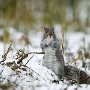 Eastern Grey Squirrel (Sciurus carolinensis) introduced species, adult, standing on hind legs, foraging in snow underneath birdfeeder, Norfolk, England, winter