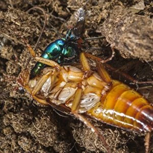 Emerald Cockroach Wasp (Ampulex compressa) adult female, stinging American Cockroach (Periplaneta americana)