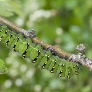 Emperor Moth (Saturnia pavonia) caterpillar, resting on twig, England, may
