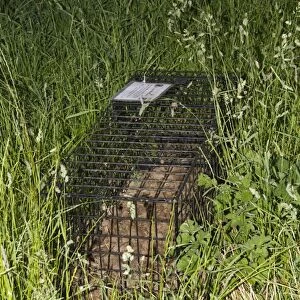 Eurasian Badger (Meles meles) bovine tuberculosis vaccination scheme, live trap set in field, Shropshire, England, June
