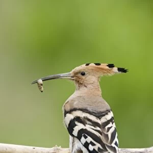 Eurasian Hoopoe (Upupa epops) adult, with food in beak, perched on branch, Hungary, may