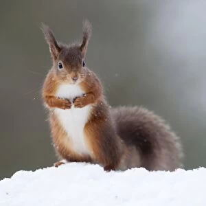 Eurasian Red Squirrel (Sciurus vulgaris) adult, standing on hind legs in snow, near Ravenstonedale, Cumbria, England