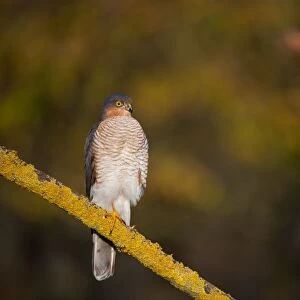 Eurasian Sparrowhawk (Accipiter nisus) adult male, perched on branch in oak woodland, Norfolk, England, december