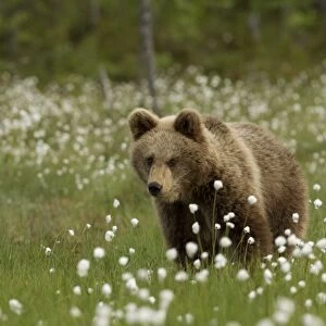 European Brown Bear (Ursus arctos arctos) immature, standing amongst cotton-grass, Finland, june