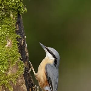 European Nuthatch (Sitta europaea) adult, clinging to moss covered branch in woodland, Yorkshire, England, january