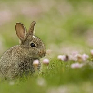 European Rabbit (Oryctolagus cuniculus) young, sitting amongst Thrift (Armeria maritima) flowers, Scotland, June