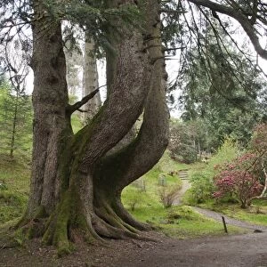 European Silver Fir (Abies alba) Champion tree, Ardkinglas Woodland Garden, Cairndow, Argyll, Scotland, april