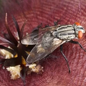 Flesh Fly (Sarcophaga carnaria) adult female, laying eggs inside Carrion Flower (Stapelia hirsuta), flowers smell like rotten meat to attract pollinators