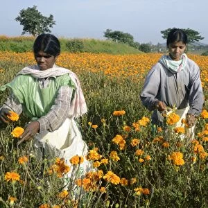 Floriculture, workers picking Aztec Marigold (Tagetes erecta) flowers, growing in field, Gundelpet, Karnataka, India