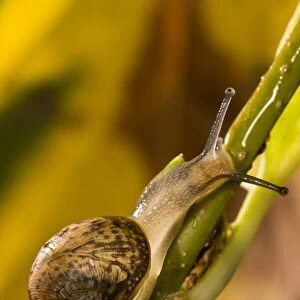 Garden Snail (Helix aspersa) immature, climbing up stem in garden, Belvedere, Bexley, Kent, England, october