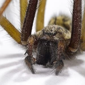 Giant House Spider (Tegenaria gigantea) adult male, close-up of head and palps
