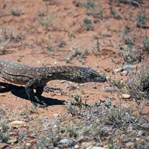 Giant Monitor Lizard (Varanus giganteus) Australia