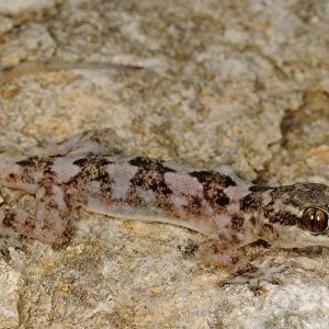 Grants Leaf-toed Gecko (Hemidactylus granti) adult, camouflaged on rock, Socotra, Yemen, march