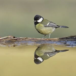 Great Tit (Parus major) adult, standing at edge of pool, with reflection, West Yorkshire, England, April