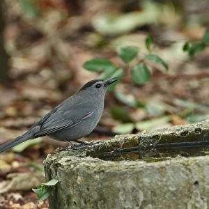 Grey Catbird (Dumetella carolinensis) adult, drinking, Cayo Coco, Jardines del Rey, Ciego de Avila Province, Cuba