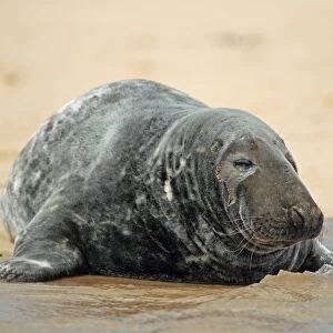 Grey Seal (Halichoerus grypus) adult male, resting on beach, Blakeney Point, Norfolk, England, july