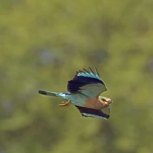 Indian Roller (Coracias benghalensis) adult, in flight, India, February