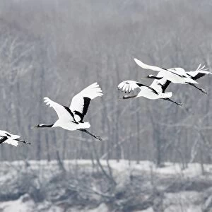 Japanese Red-crowned Crane (Grus japonensis) adults and immature, in flight over snow covered forest, Hokkaido, Japan, winter