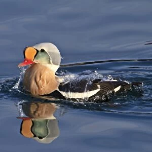 King Eider (Somateria spectabilis) adult male, breeding plumage, bathing at sea, Northern Norway, March