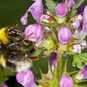 Large Garden Bumblebee (Bombus ruderatus) queen, feeding on Hemp-nettle (Galeopsis sp. ) flowers, Ariege Pyrenees