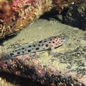 Leopard-spotted Goby (Thorogobius ephippiatus) adult, resting on rock, Brandy Bay, Isle of Purbeck, Dorset, England