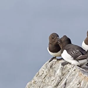 Little Auk (Alle alle) three adults, summer plumage, quarreling on rock at breeding colony, Spitzbergen, Svalbard, july