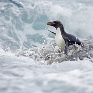Macaroni Penguin (Eudyptes chrysolophus) adult, entering rough sea, Royal Bay, South Georgia
