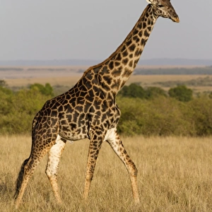 Masai Giraffe (Giraffa camelopardalis tippelskirchi) adult male, walking in savannah, Masai Mara National Reserve
