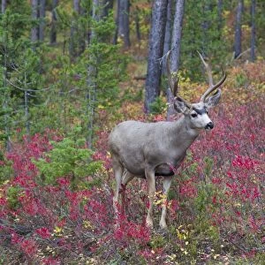 Mule Deer (Odocoileus hemionus) buck, standing in woodland, Grand Teton N. P. Wyoming, U. S. A. September