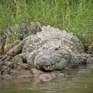 Nile Crocodile (Crocodylus niloticus) adult, resting on riverbank, St. Lucia Wetland Park, iSimangaliso Wetland Park