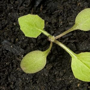 Nipplewort, Lapsana communis, seedling with one true leaf