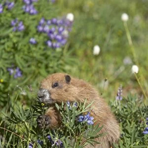 Olympic Marmot (Marmota olympus) adult, feeding on flowers in subalpine meadow, Olympic N. P. Washington State, U. S. A
