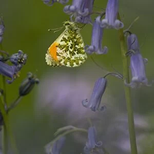Orange-tip Butterfly (Anthocharis cardamines) adult male, resting on Bluebell (Endymion non-scriptus)
