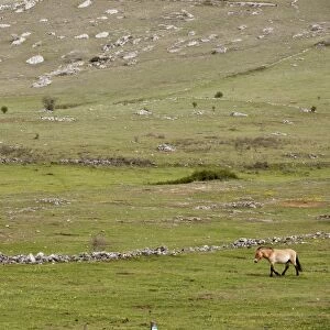 Przewalskis Horse (Equus ferus przewalskii) adult, walking in semi-wild conditions of plateau grassland habitat