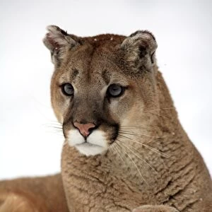 Puma (Felis concolor) adult, close-up of head and front paw, resting in snow, Montana, U. S. A. winter (captive)