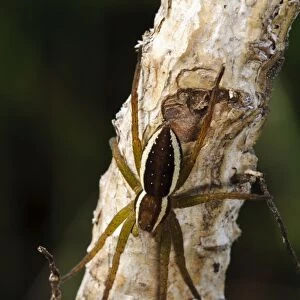 Raft Spider (Dolomedes fimbriatus) adult, resting on birch twig, Abernethy Forest, Cairngorms N. P