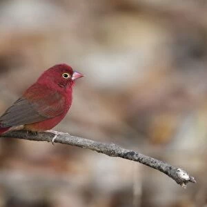 Red-billed Firefinch (Lagonosticta senegala) adult male, perched on twig, Gambia, january