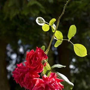 Red blooms of a climbing rose, Danse du Feu