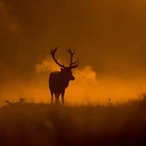 Red Deer (Cervus elaphus) mature stag, with breath condensing in cold air