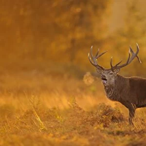 Red Deer (Cervus elaphus) mature stag, roaring, with breath condensing at dusk, during rutting season, Bradgate Park