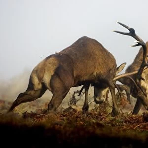 Red Deer (Cervus elaphus) two mature stags, fighting amongst bracken in mist during rutting season, Richmond Park