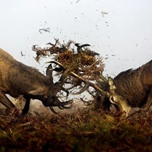 Red Deer (Cervus elaphus) two mature stags, fighting amongst bracken during rutting season, Richmond Park, London