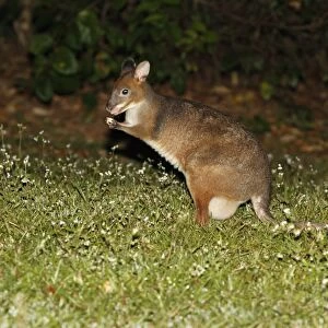 Red-legged Pademelon (Thylogale stigmatica) adult female, feeding in field at night, Atherton Tableland