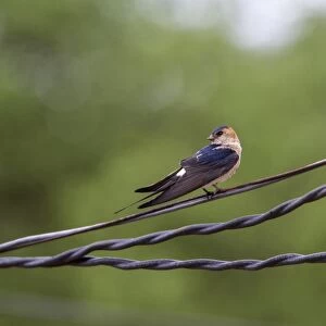 Red rumped Swallow on wires
